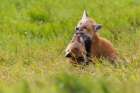 Playful red fox Youngsters, Washington State Landscape Print